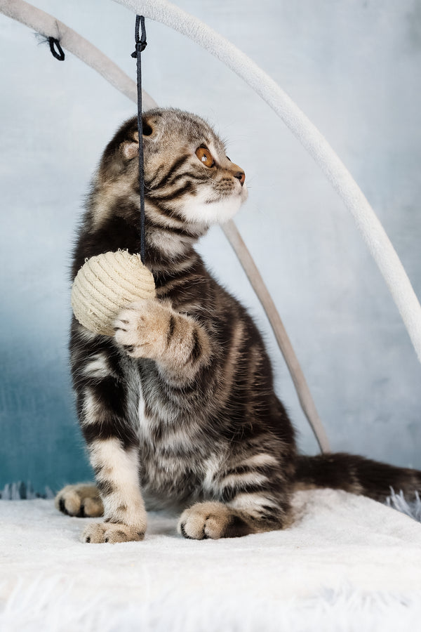 Axel | Scottish Fold Kitten