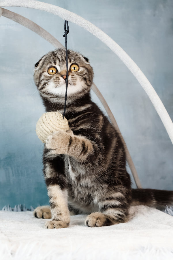 Axel | Scottish Fold Kitten