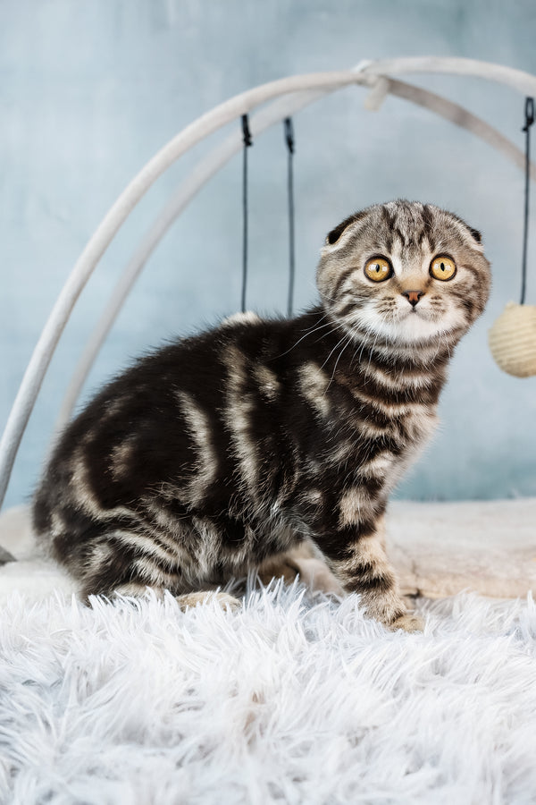 Axel | Scottish Fold Kitten