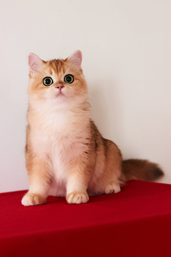 Axel | British Shorthair Kitten