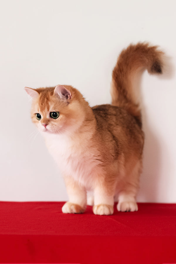 Axel | British Shorthair Kitten