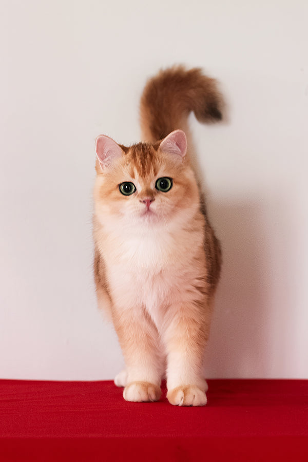 Axel | British Shorthair Kitten