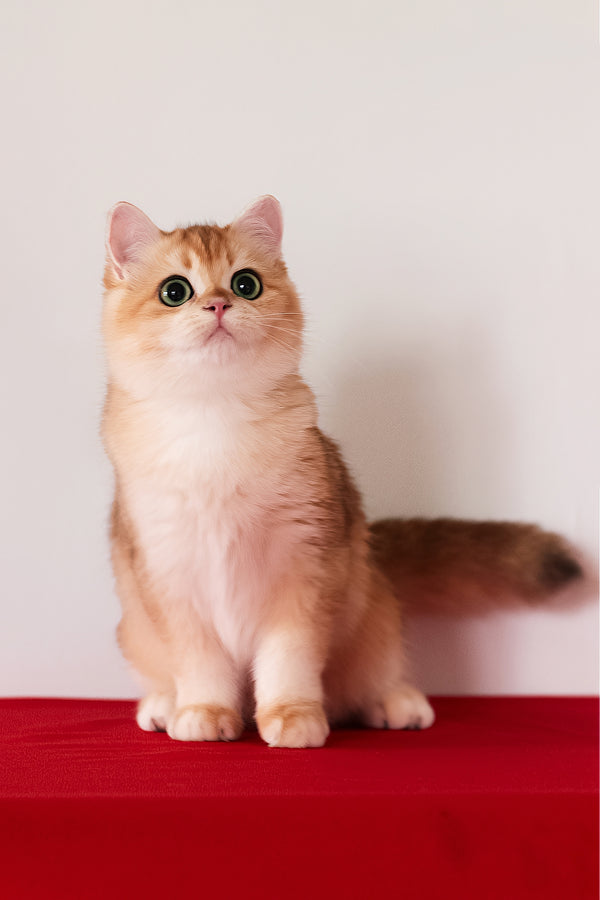 Axel | British Shorthair Kitten