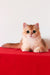 Axel | British Shorthair Kitten