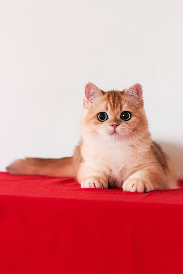 Axel | British Shorthair Kitten