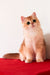 Axel | British Shorthair Kitten