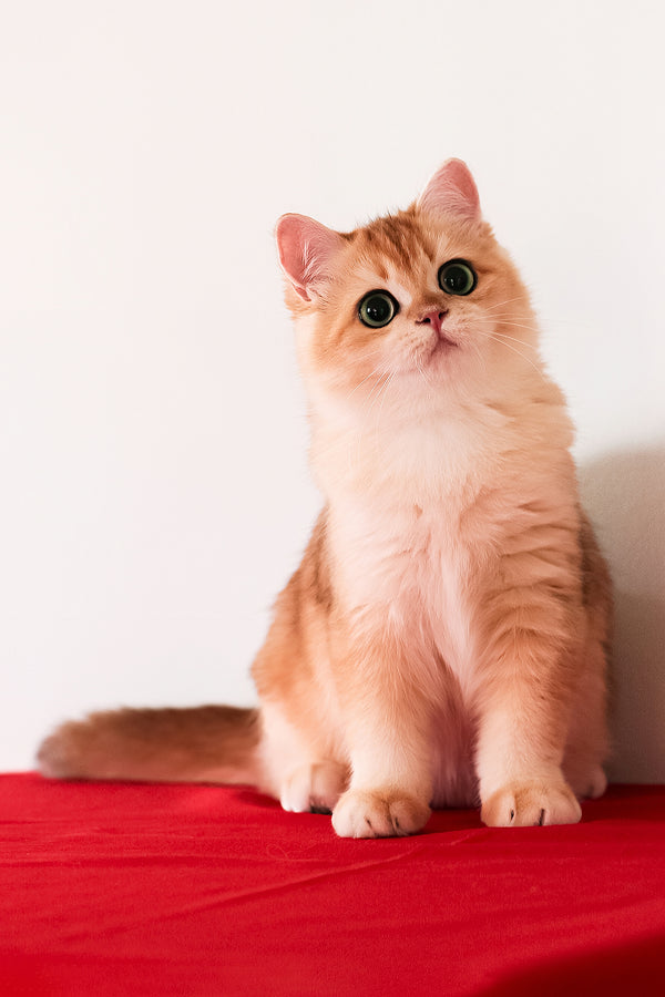 Axel | British Shorthair Kitten