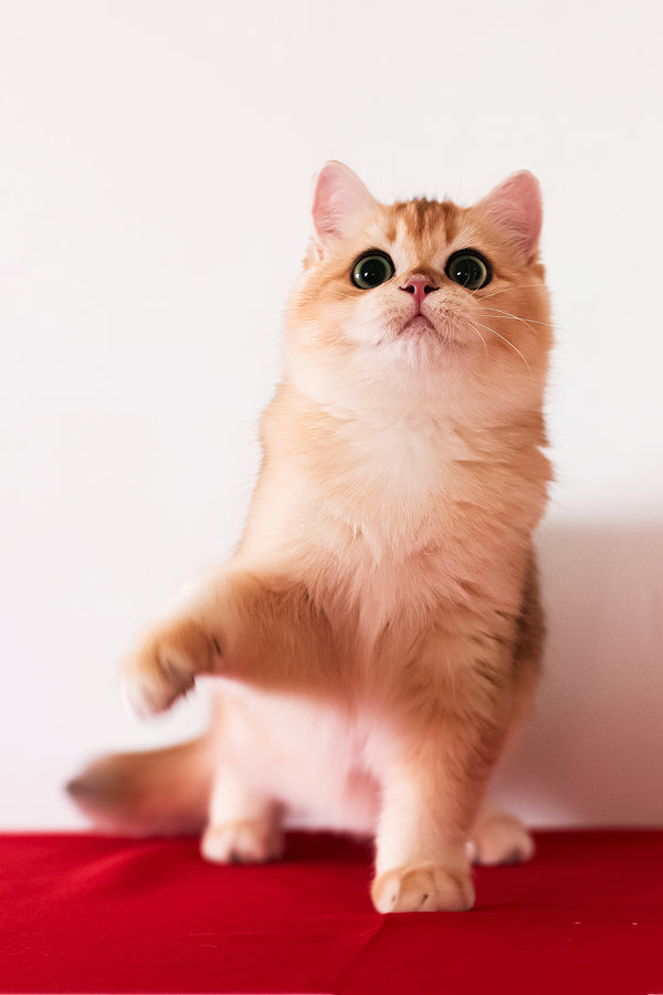 Axel | British Shorthair Kitten