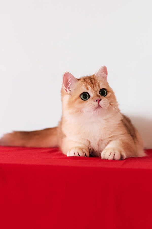 Axel | British Shorthair Kitten