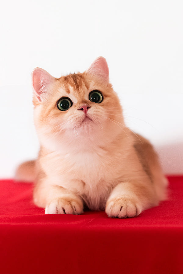 Axel | British Shorthair Kitten