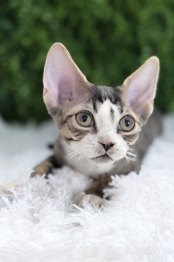Axel | Devon Rex Kitten