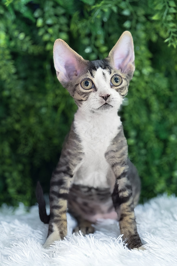Axel | Devon Rex Kitten