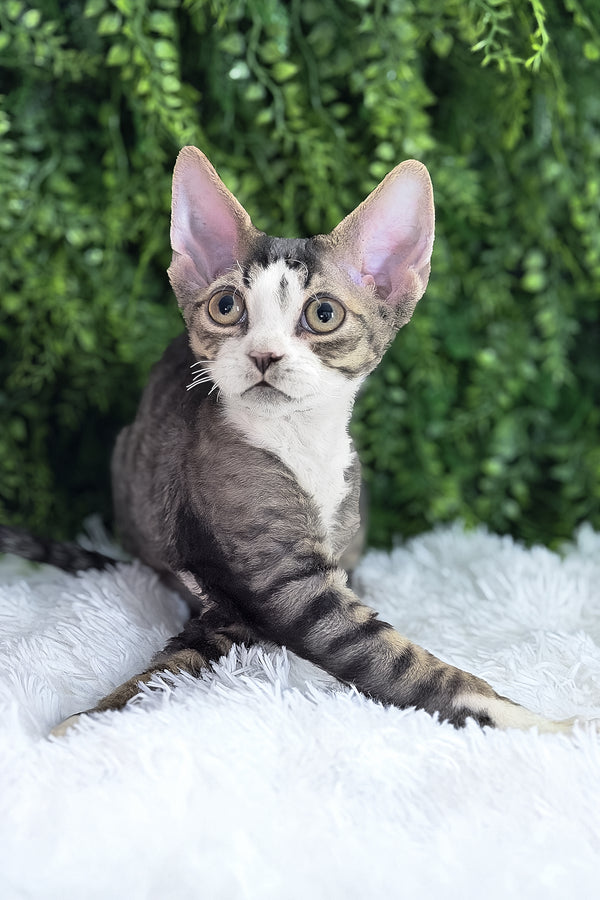 Axel | Devon Rex Kitten