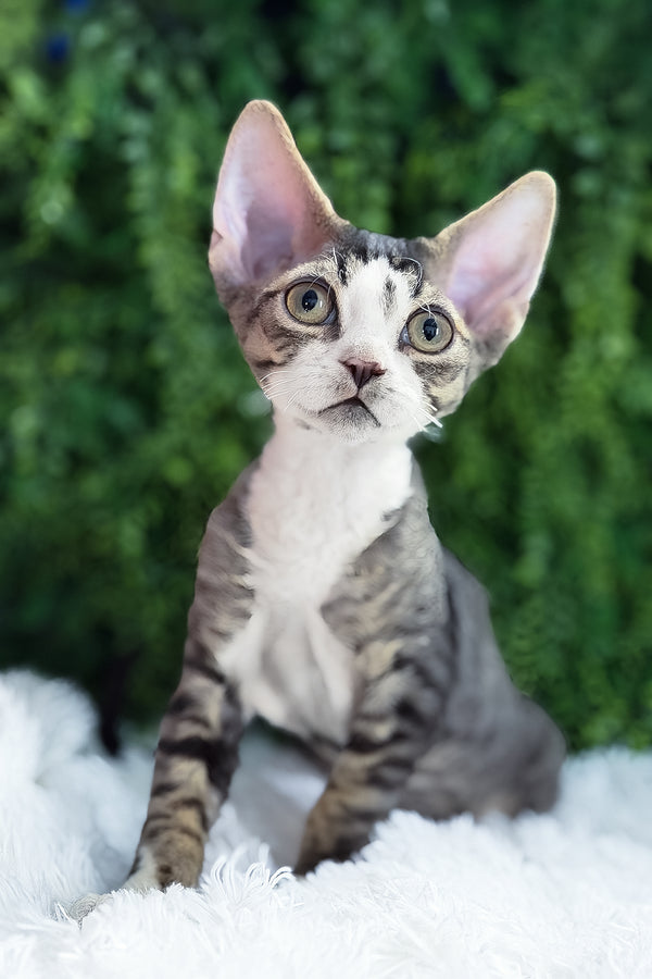 Axel | Devon Rex Kitten
