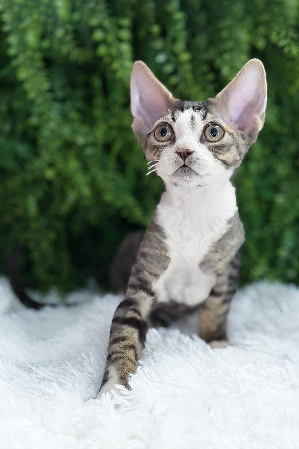 Axel | Devon Rex Kitten