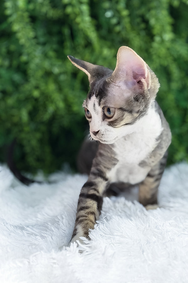 Axel | Devon Rex Kitten