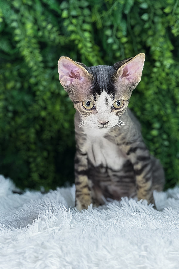 Axel | Devon Rex Kitten