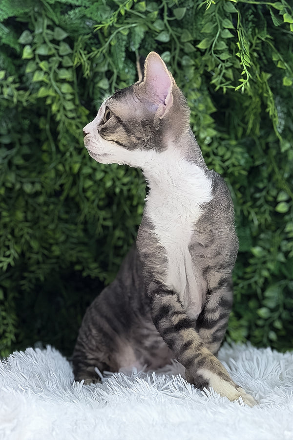 Axel | Devon Rex Kitten
