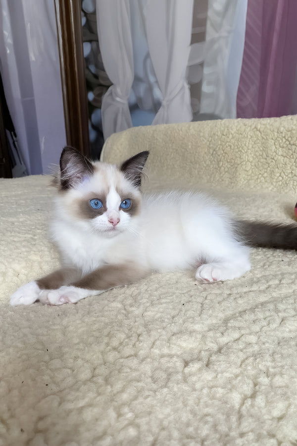 Azart | Ragdoll Kitten