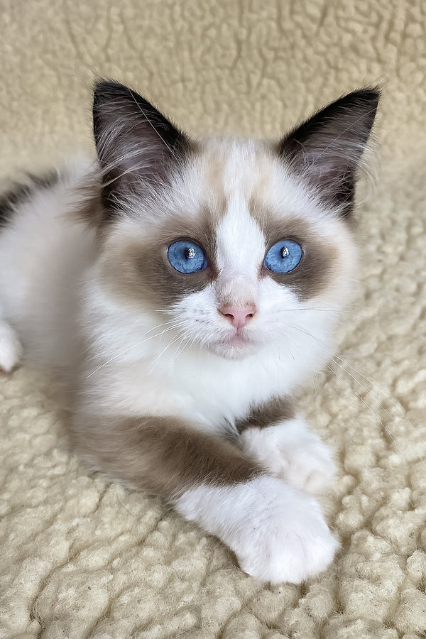 Azart | Ragdoll Kitten
