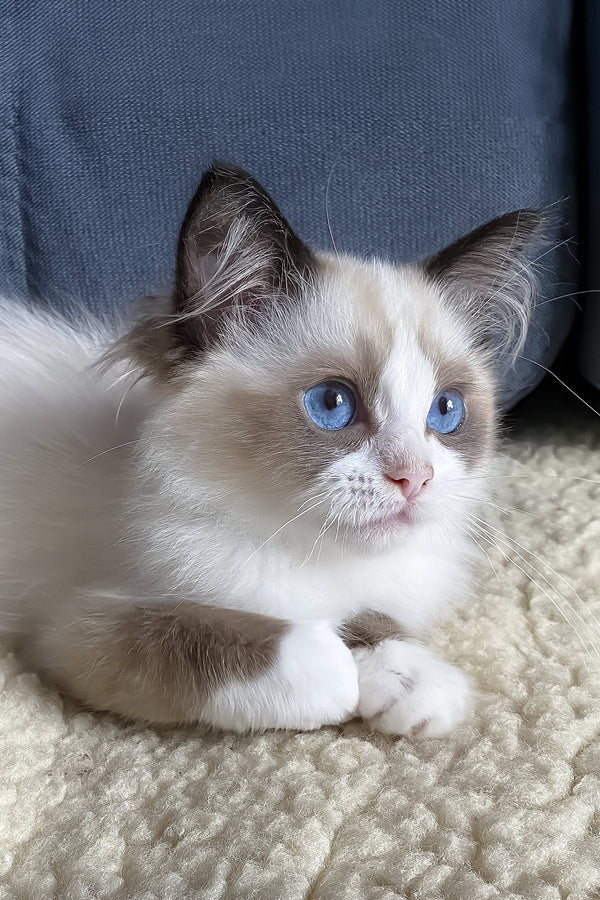 Azart | Ragdoll Kitten