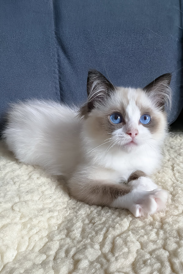 Azart | Ragdoll Kitten