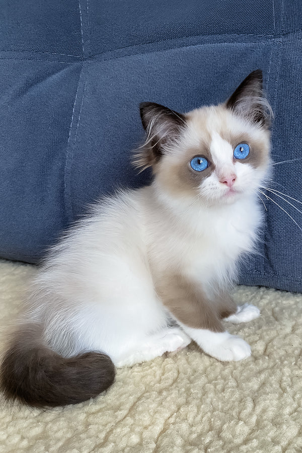 Azart | Ragdoll Kitten