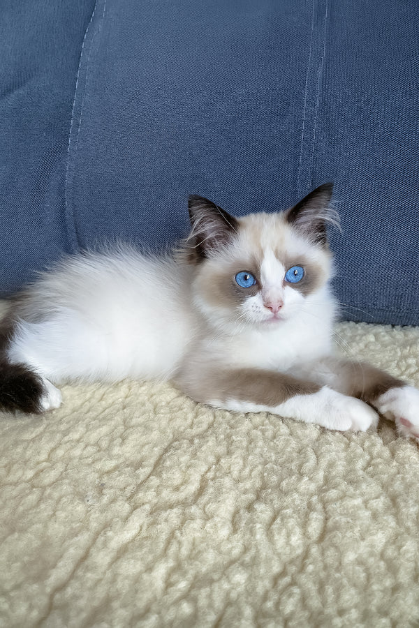 Azart | Ragdoll Kitten