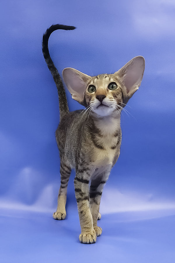 Azur | Oriental Shorthair Kitten