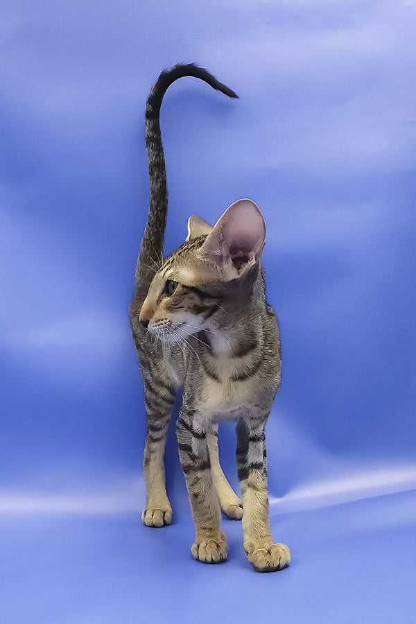 Azur | Oriental Shorthair Kitten