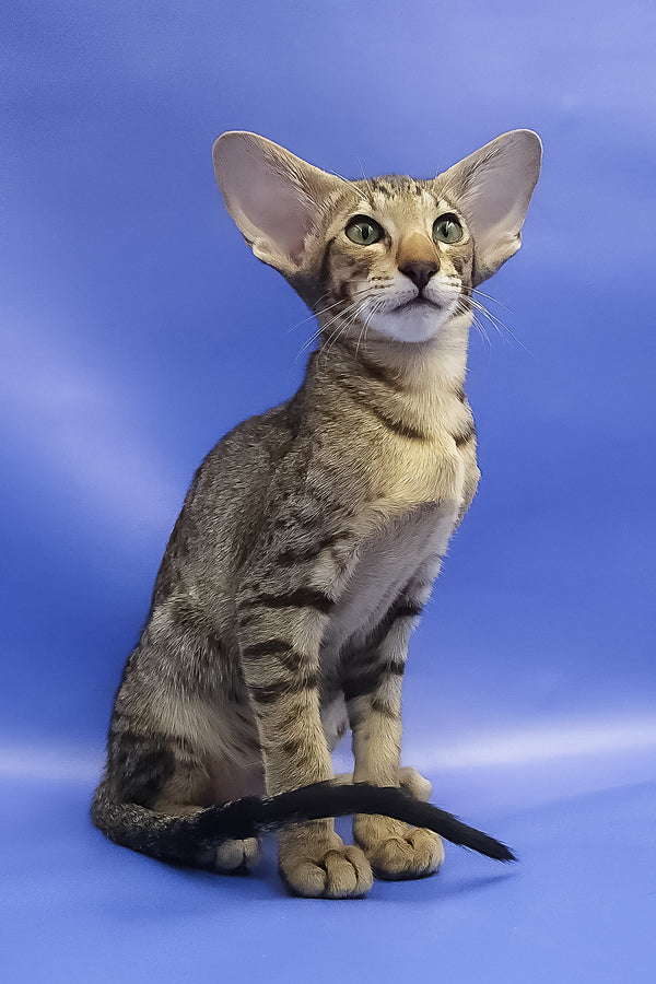 Azur | Oriental Shorthair Kitten