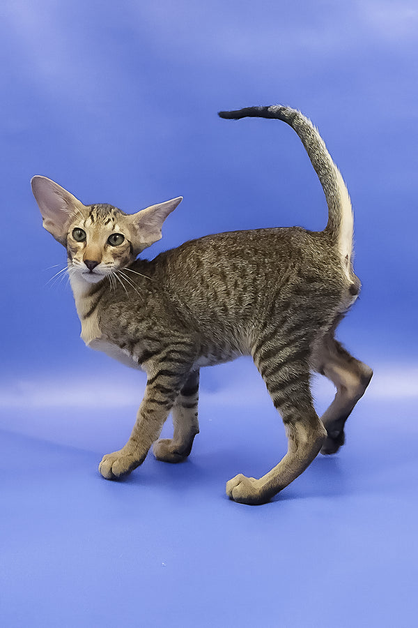 Azur | Oriental Shorthair Kitten