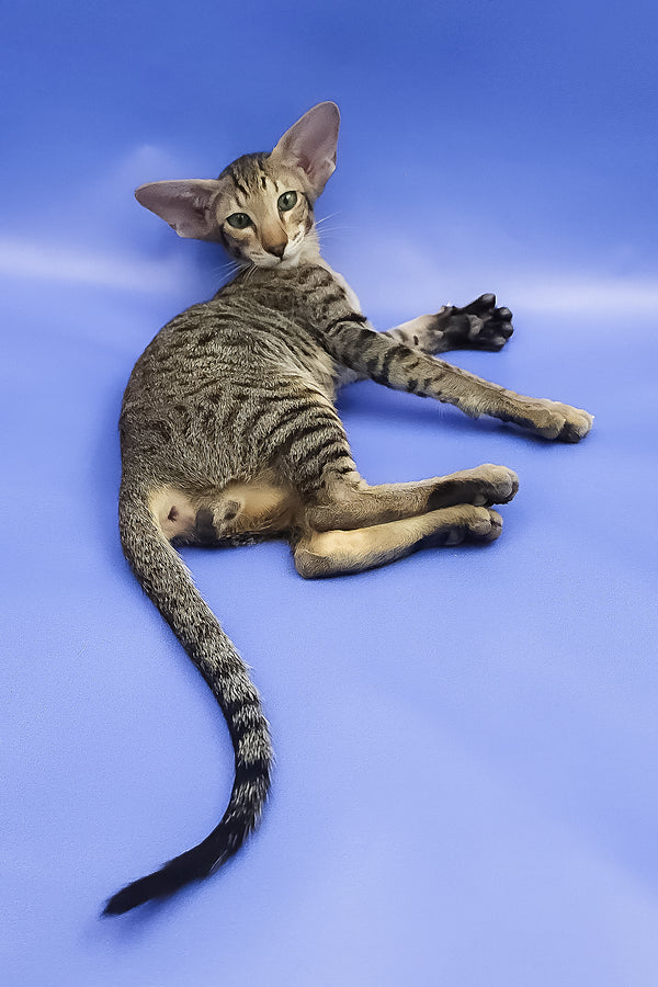 Azur | Oriental Shorthair Kitten