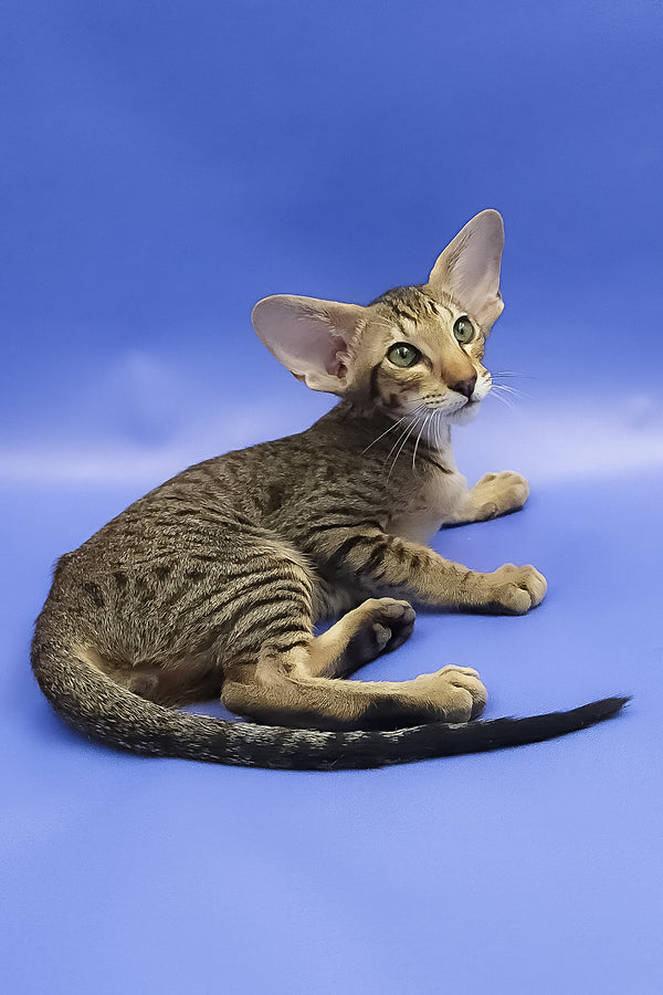 Azur | Oriental Shorthair Kitten