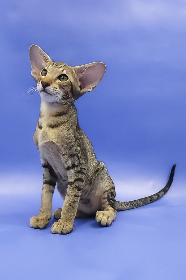 Azur | Oriental Shorthair Kitten