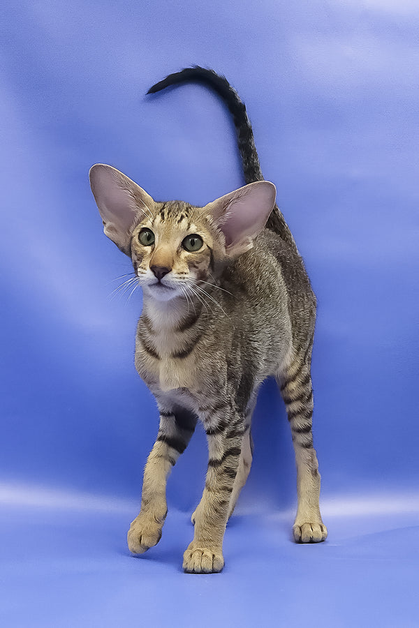 Azur | Oriental Shorthair Kitten