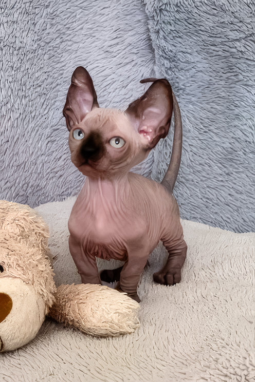 Azur | Bambino Sphynx Kitten