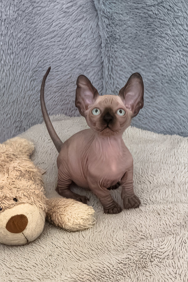 Azur | Bambino Sphynx Kitten