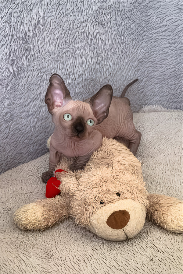 Azur | Bambino Sphynx Kitten