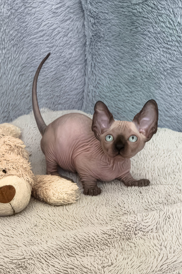 Azur | Bambino Sphynx Kitten
