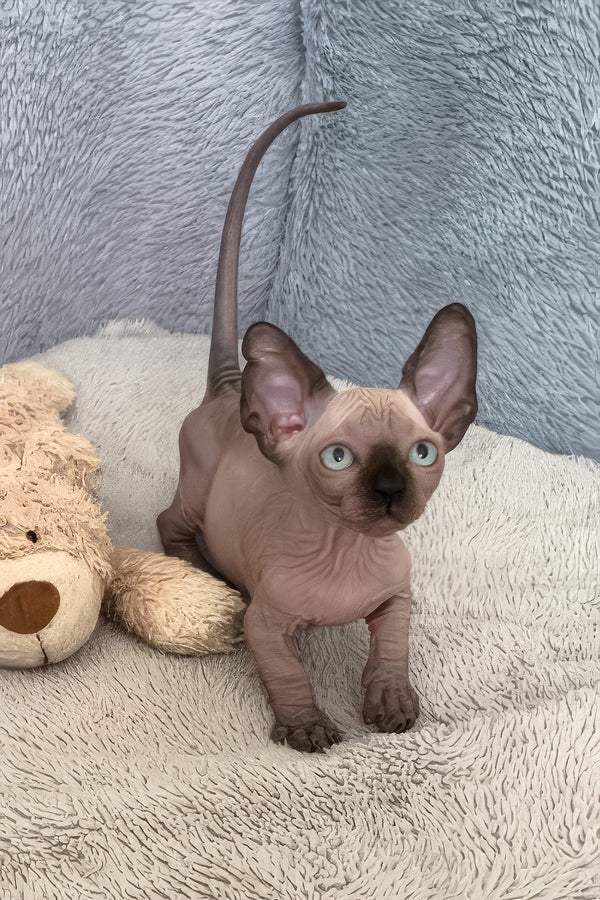 Azur | Bambino Sphynx Kitten