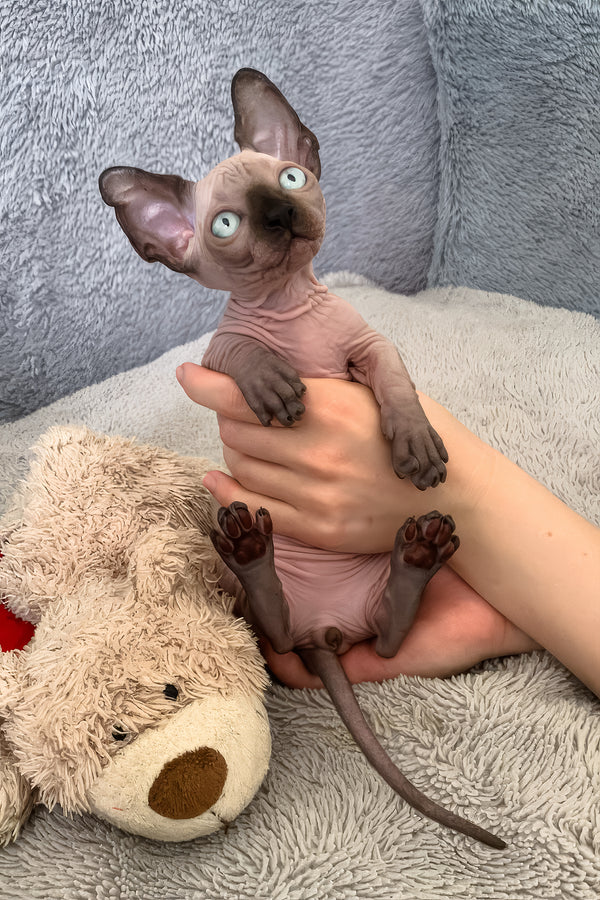 Azur | Bambino Sphynx Kitten