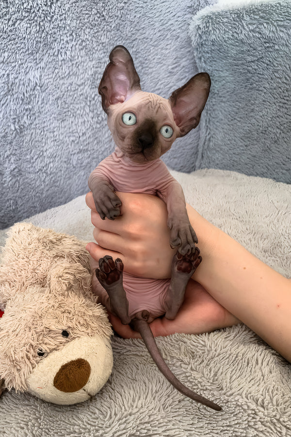 Azur | Bambino Sphynx Kitten
