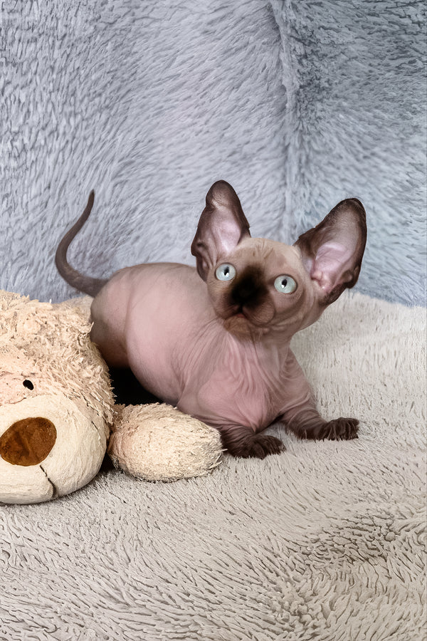 Azur | Bambino Sphynx Kitten