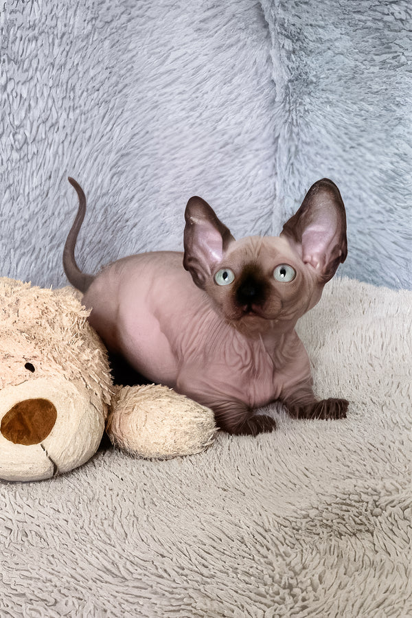 Azur | Bambino Sphynx Kitten