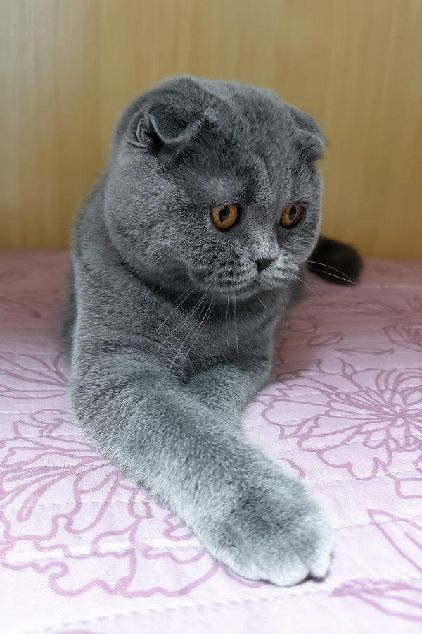 Baffy | Scottish Fold Kitten