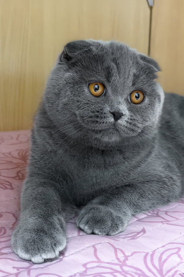 Baffy | Scottish Fold Kitten