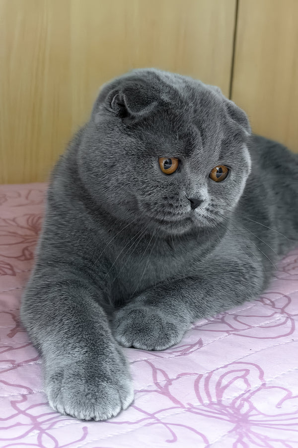 Baffy | Scottish Fold Kitten