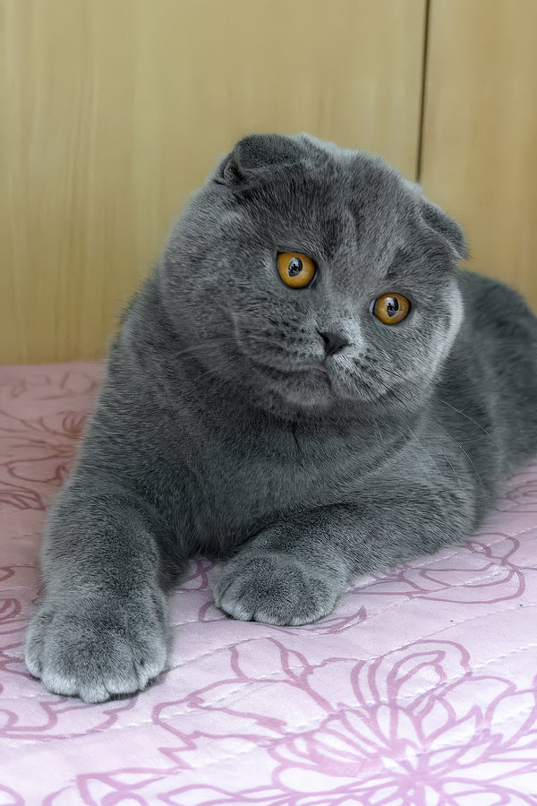 Baffy | Scottish Fold Kitten