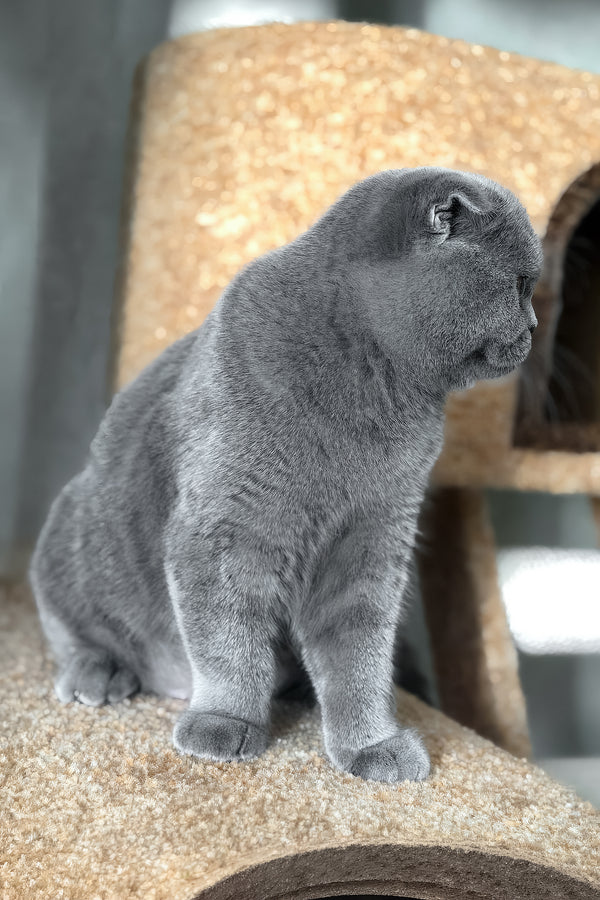 Baffy | Scottish Fold Kitten